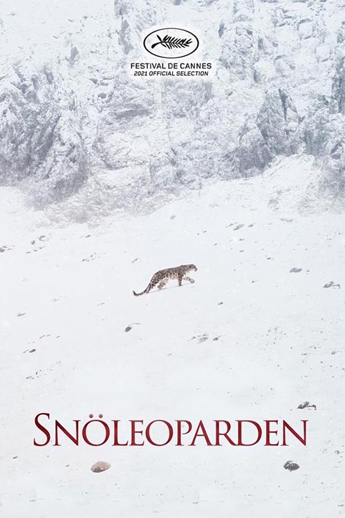 Snöleoparden